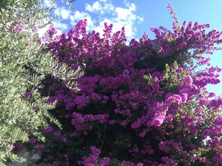 Villa Gargnano Registrazione all'aperto 10