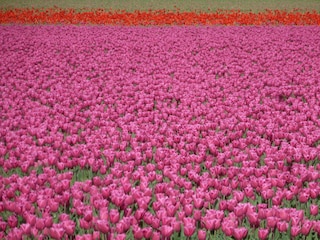 Casa per le vacanze Egmond aan Zee Ambiente 31