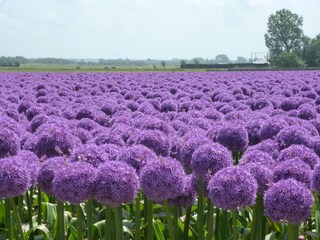 Casa per le vacanze Egmond aan Zee Ambiente 32