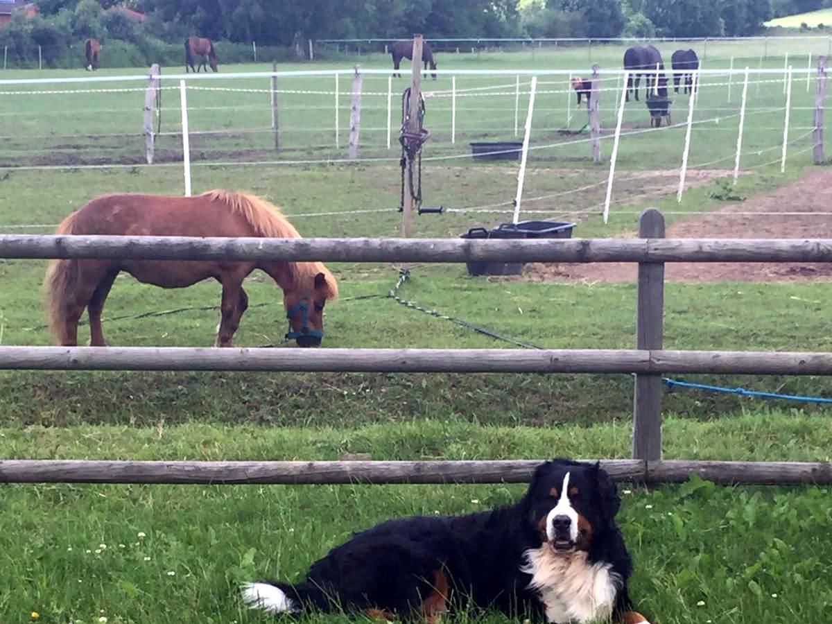 Ponys vor dem Haus un Besucherhund