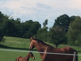 Appartamento per vacanze Eckernförde Ambiente 18