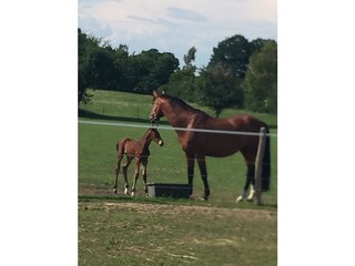 Appartamento per vacanze Eckernförde Documento 26