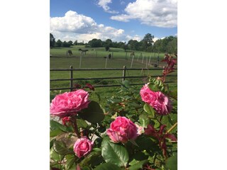 Appartamento per vacanze Eckernförde Registrazione all'aperto 7