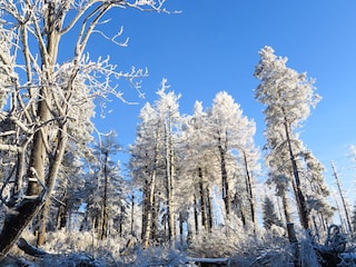 Harzer Winterwald.