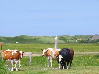 Casa per le vacanze Callantsoog Registrazione all'aperto 5