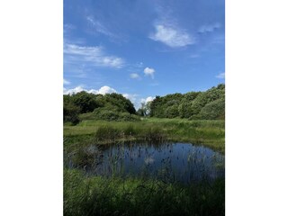 Teich auf dem Grundstück