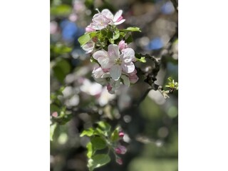 Apfelblüte April/Mai