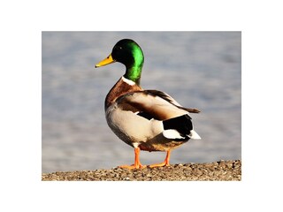 Appartamento per vacanze Meersburg Ambiente 36