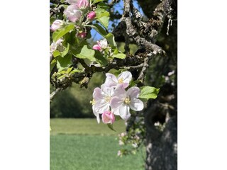 Appartamento per vacanze Meersburg Ambiente 33
