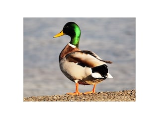 Vakantieappartement Meersburg Omgeving 29