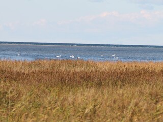Die perfekte Natur in Zingst.