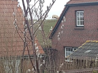 Apartamento de vacaciones Carolinensiel Grabación al aire libre 6