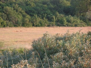 Hirsche in freier Natur