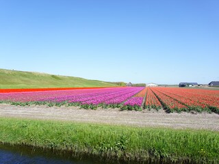 Appartamento per vacanze Julianadorp Ambiente 16