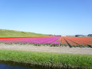 Blumenfelder beim Residence Juliana