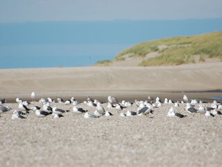 Casa per le vacanze Den Burg Ambiente 23