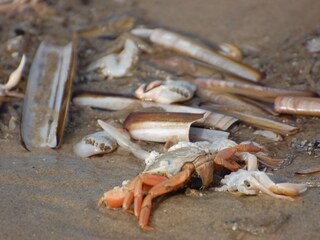 Casa per le vacanze Den Burg Ambiente 25