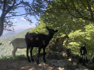 Appartamento per vacanze Trarego Viggiona Ambiente 38