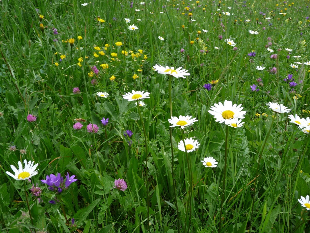 Blumenwiese vor dem Haus