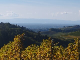 Im Weinberg, Aussicht auf die Vogesen