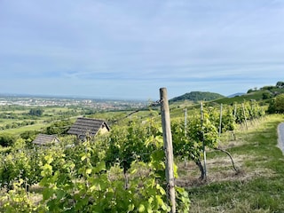 Weinberge fast vor der Haustüre