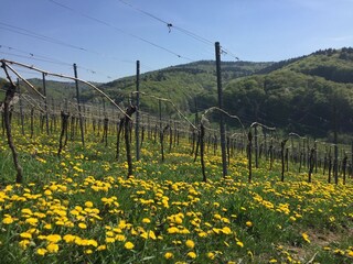 Direkt angrenzend die Weinlage " Steinkopf"