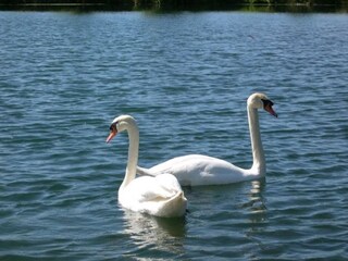 Casa per le vacanze Saint-Aubin-le-Cauf Ambiente 20