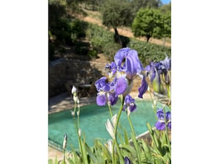Villa Bormes-les-Mimosas Außenaufnahme 4