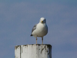 Ferienhaus Juist Umgebung 59