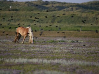 Ferienhaus Juist Umgebung 60