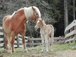 Appartamento per vacanze Niederdorf Registrazione all'aperto 4