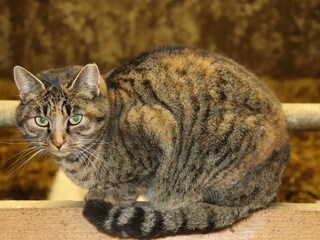 Appartamento per vacanze Niederdorf Registrazione all'aperto 5