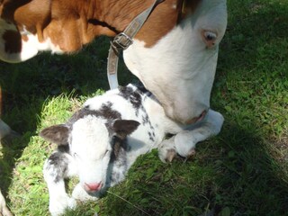 Appartamento per vacanze Niederdorf Registrazione all'aperto 6