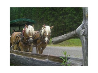 Appartamento per vacanze Filzmoos Ambiente 17