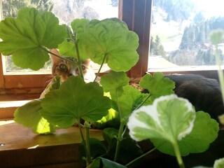 Appartamento per vacanze Filzmoos Registrazione all'aperto 2