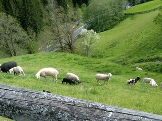 Appartamento per vacanze Filzmoos Registrazione all'aperto 4