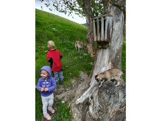 Appartamento per vacanze Filzmoos Registrazione all'aperto 5