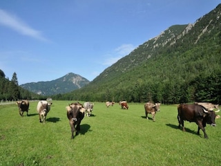 Butterherstellung (Kostenlos)