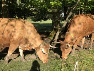 Holiday house Willingen Environment 29