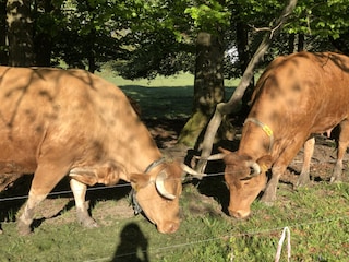 Sommer, Nachbarn (gleich nebenan)