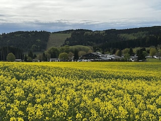 Sommer (gleich nebenan)
