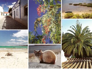 Impressionen Cabanas Blüten,Palmen, Strand, Lagune