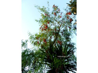 Vakantiehuis Cabanas Buitenaudio-opname 5