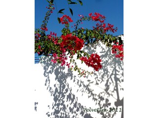 Vakantiehuis Cabanas Buitenaudio-opname 6