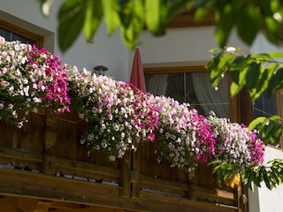 Blühender Balkon
