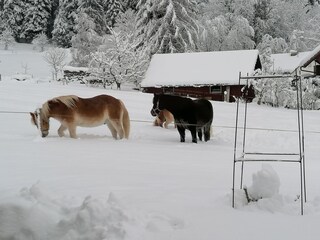 Appartamento per vacanze Hörbranz Registrazione all'aperto 10