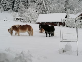 Appartamento per vacanze Hörbranz Registrazione all'aperto 9