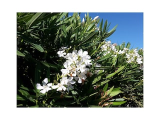 Casa per le vacanze Portiragnes Registrazione all'aperto 5