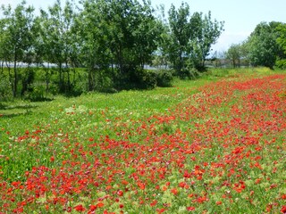 Casa per le vacanze Portiragnes Ambiente 18