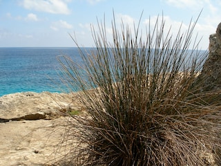 Villa Cala Murada Environment 39